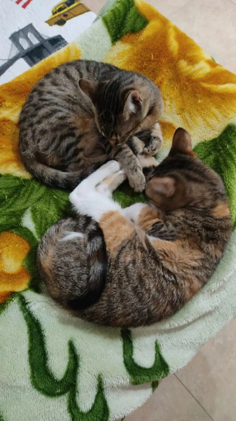 Cap Cor i Cua Els Ports1 768x1365