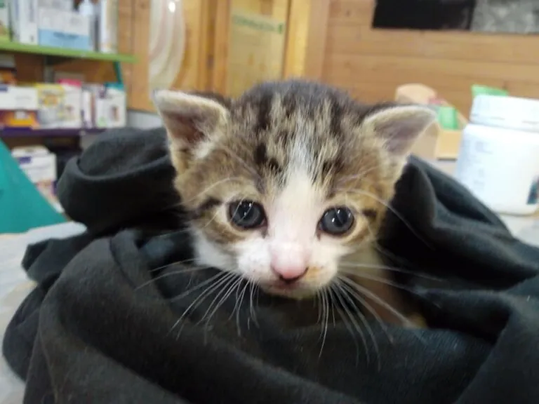 Cap Cor i Cua Els Ports2 768x576