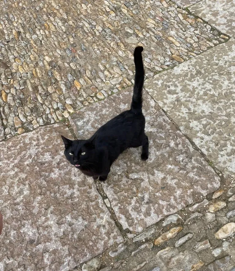 Cap Cor i Cua Els Ports3 768x884