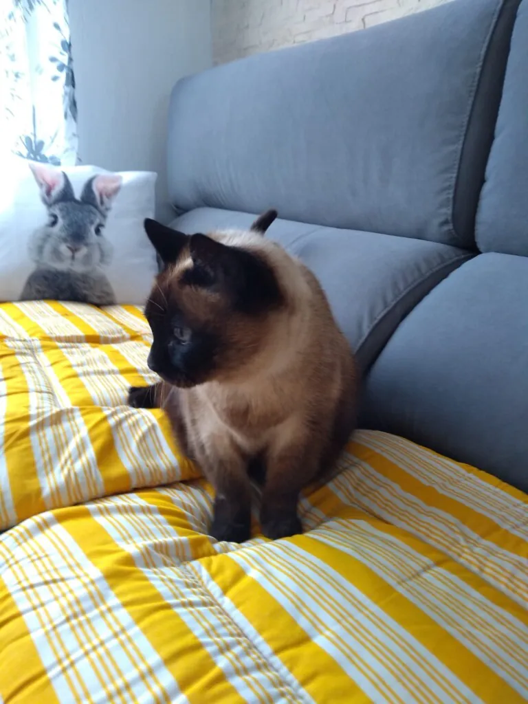 Cap Cor i Cua Els Ports4 768x1024