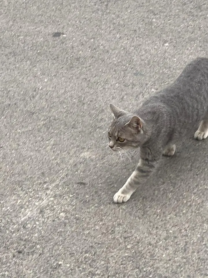 Cap Cor i Cua Els Ports5