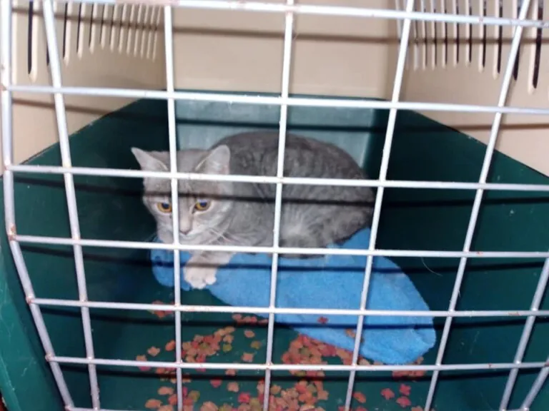 Cap Cor i Cua Els Ports6 768x576