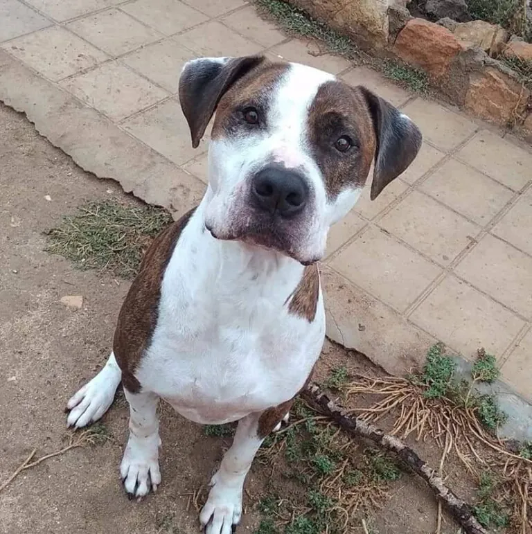 Ciudad Animal Refugio Animales Abandonados1 768x771