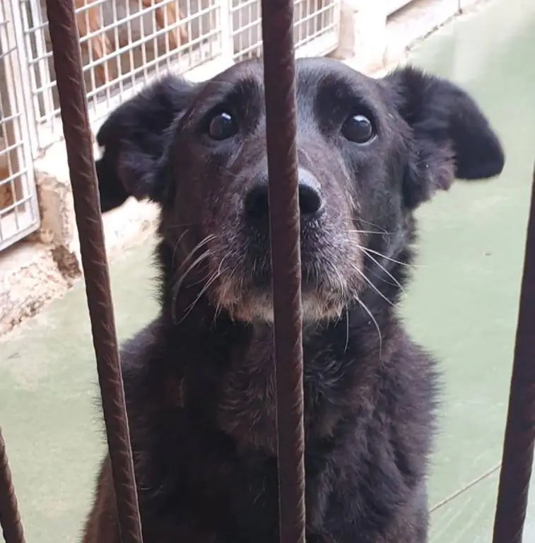 Ciudad Animal Refugio Animales Abandonados2