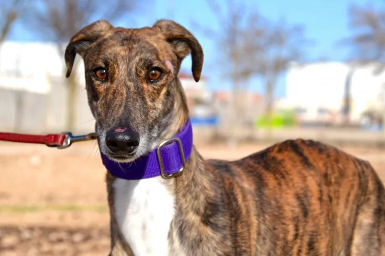 Ciudad Animal Refugio Animales Abandonados3 768x512