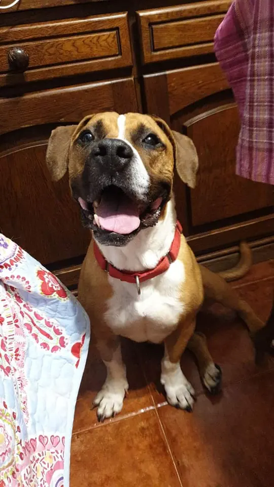 Ciudad Animal Refugio Animales Abandonados4