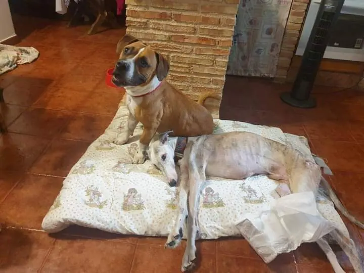 Ciudad Animal Refugio Animales Abandonados5