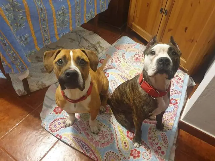 Ciudad Animal Refugio Animales Abandonados6