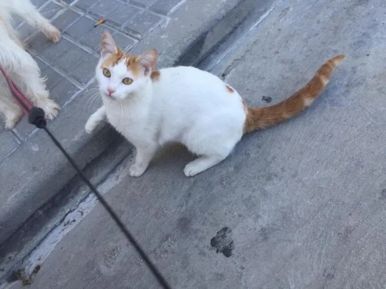 Con Luz Animal2 768x576