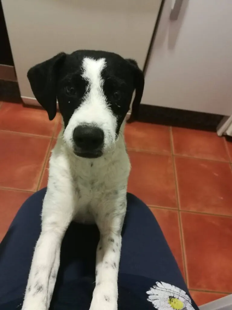 Con Luz Animal3 768x1024