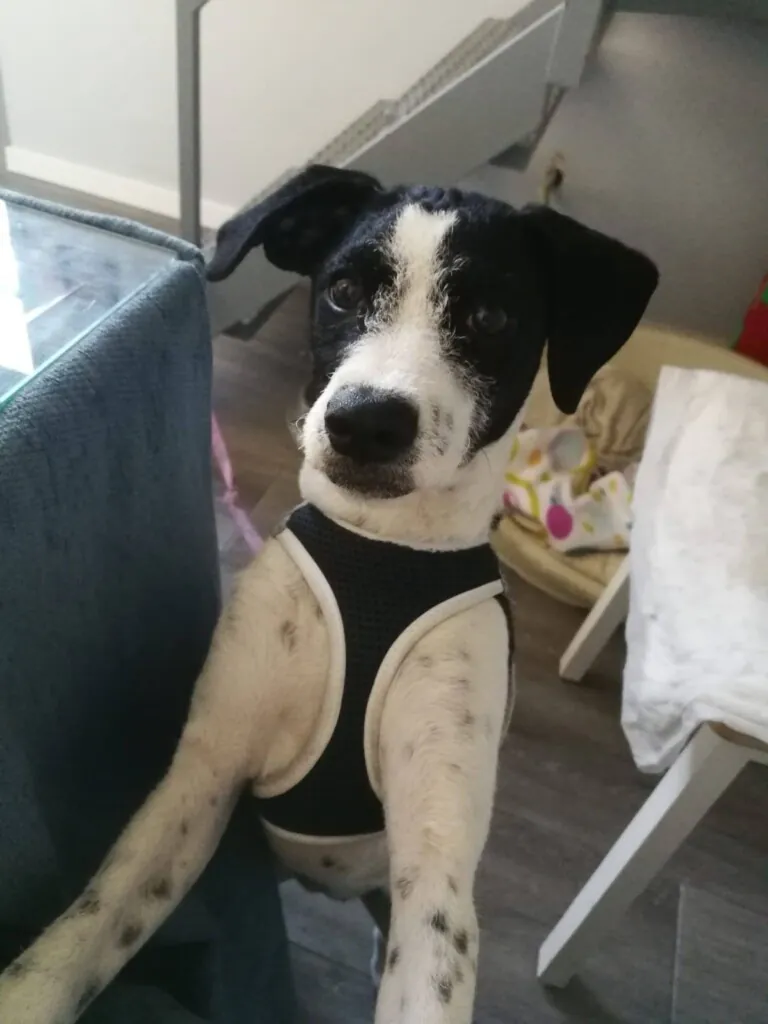 Con Luz Animal4 768x1024