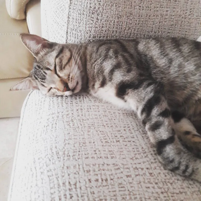 Con Luz Animal5 768x768