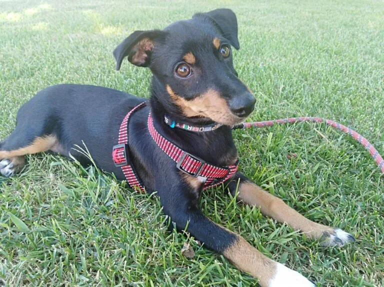 Con Luz Animal6 768x574