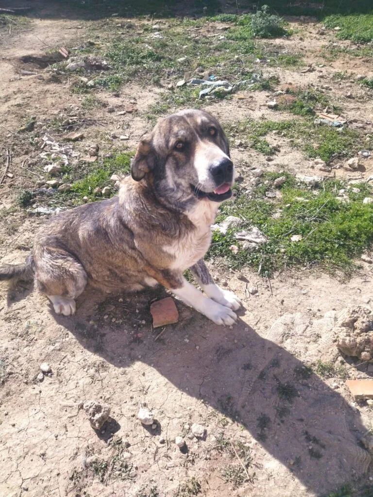 Con b de galgo1 768x1024