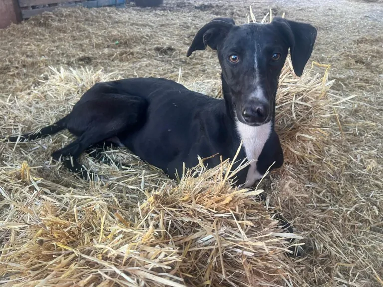 Con b de galgo2 768x576