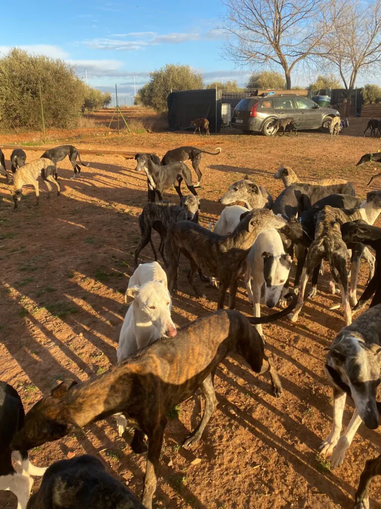 Con b de galgo5 768x1024