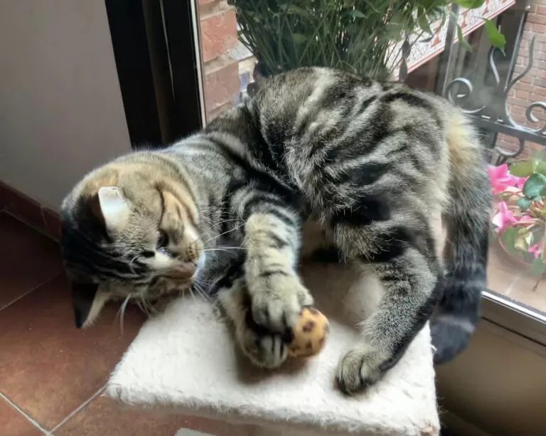 Defensa Animal Daimiel1 768x613