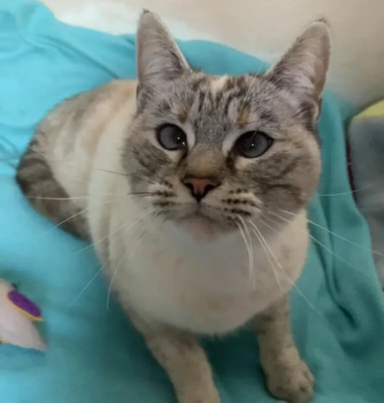 Defensa Animal Daimiel2 768x807