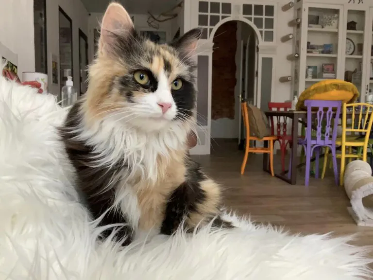 Defensa Animal Daimiel3 768x576