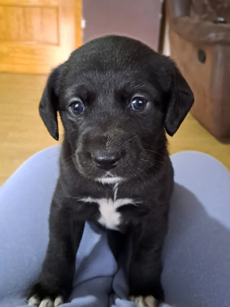 Defensa Animal Daimiel4 768x1024