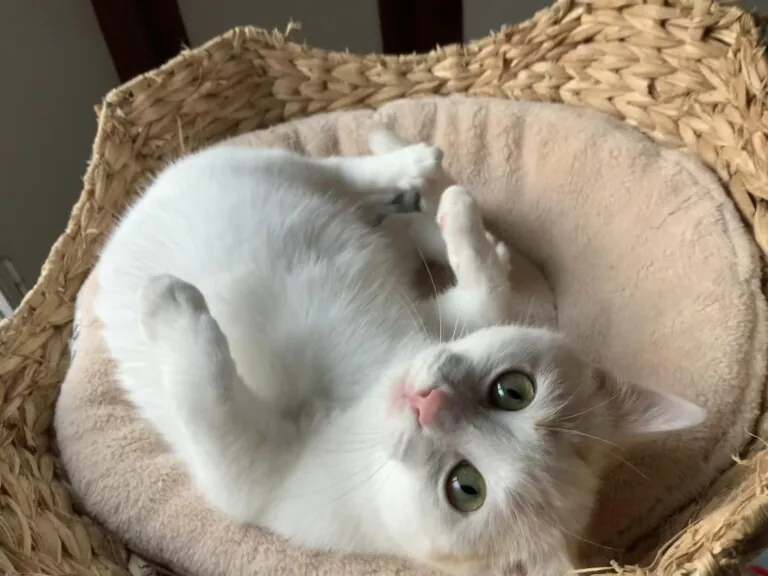 Defensa Animal Daimiel5 768x576