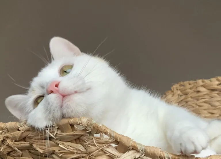 Defensa Animal Daimiel6 768x553