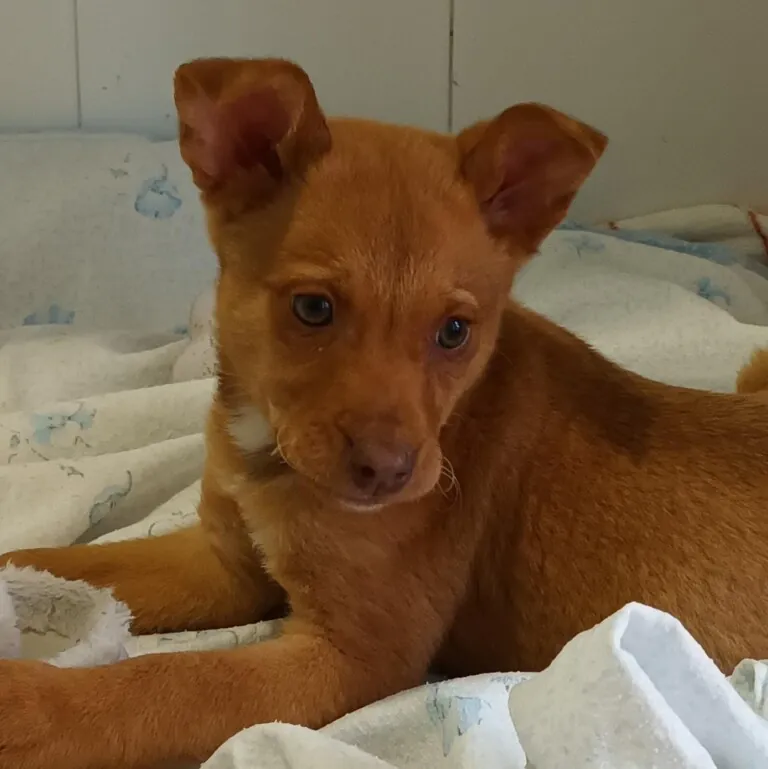 Dejan Huella2 768x769