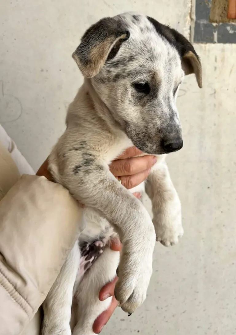 Dejan Huella4 768x1091