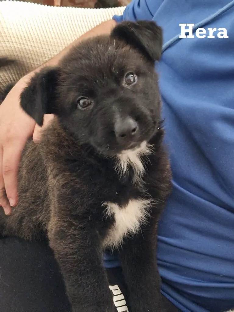 El Amigo Fiel2 768x1024