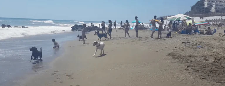 El Castillo – Playa para Perros en Fuengirola3 768x294
