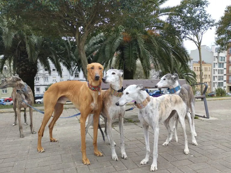 Galgos Podencos Cantabria1 768x578