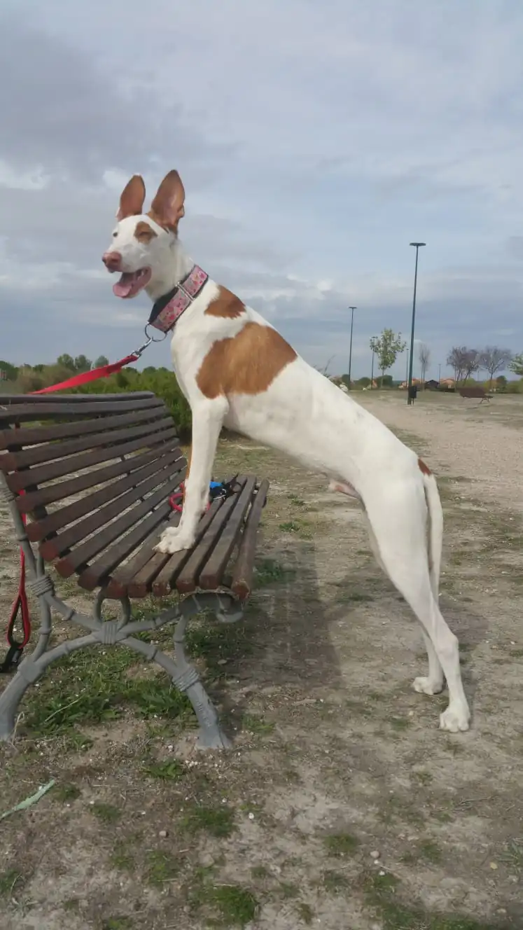 Galgos Podencos Cantabria2