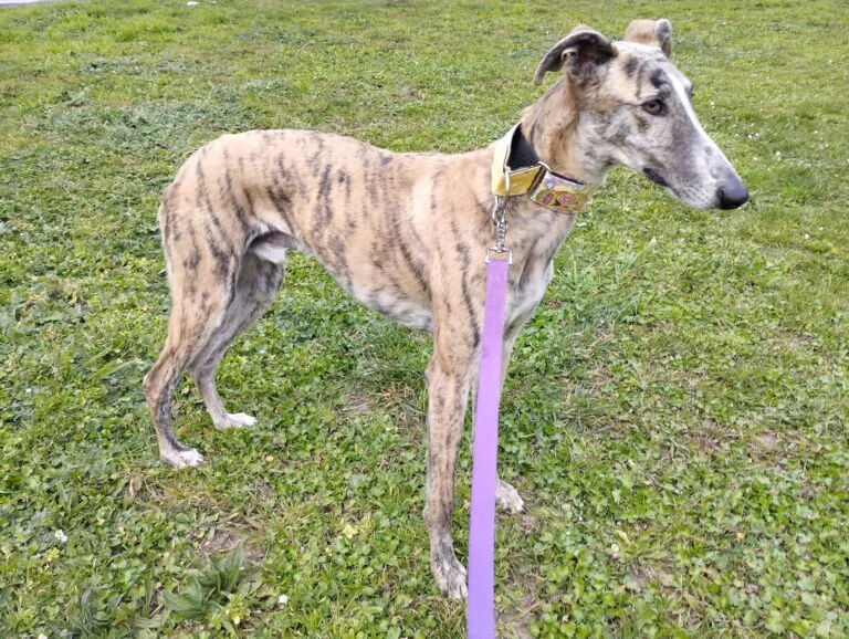 Galgos Podencos Cantabria3 768x578