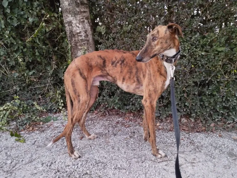 Galgos Podencos Cantabria5 768x578