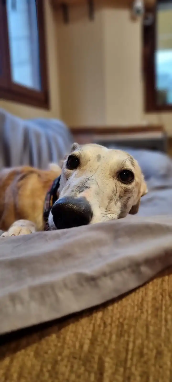 Galgos Podencos Cantabria6