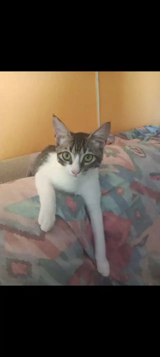 Grup Proteccio Animal Sant Mateu1