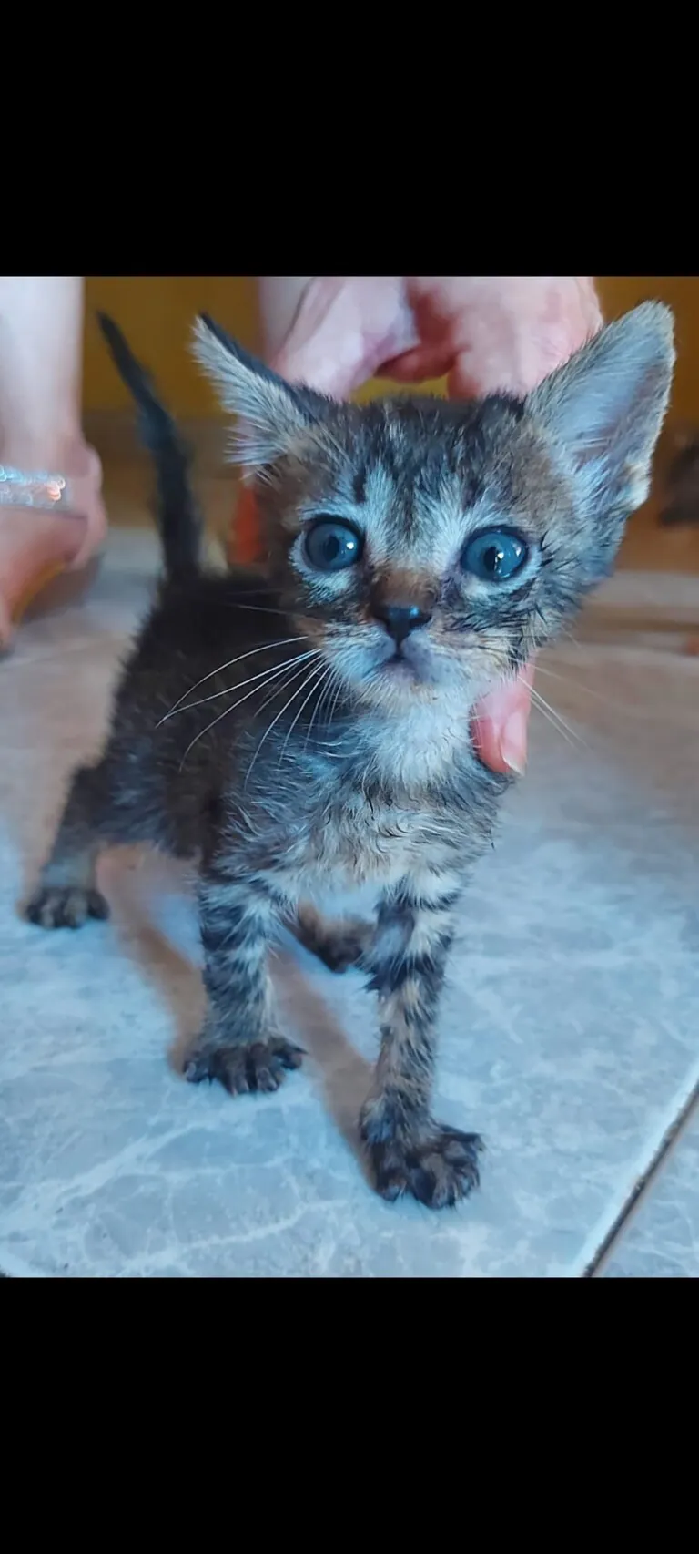 Grup Proteccio Animal Sant Mateu2 768x1706