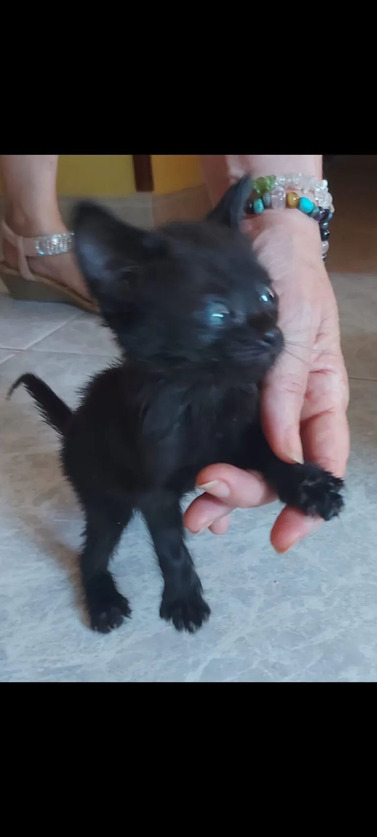 Grup Proteccio Animal Sant Mateu3 768x1706