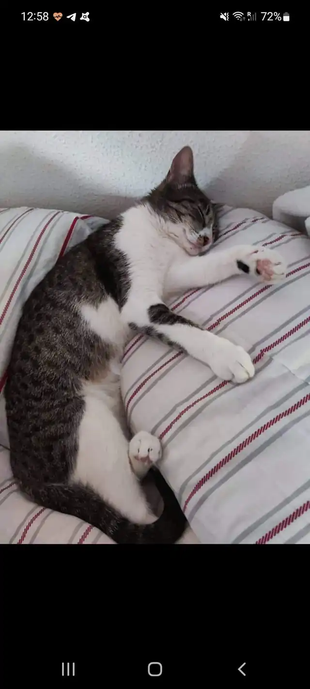 Grup Proteccio Animal Sant Mateu4