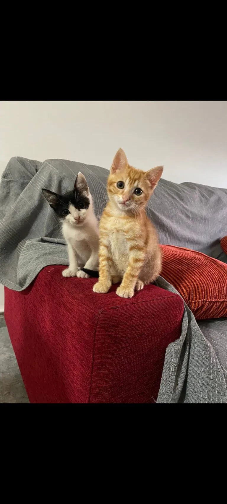 Grup Proteccio Animal Sant Mateu5 768x1706