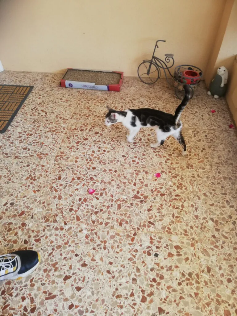 Grup Proteccio Animal Sant Mateu6 768x1024