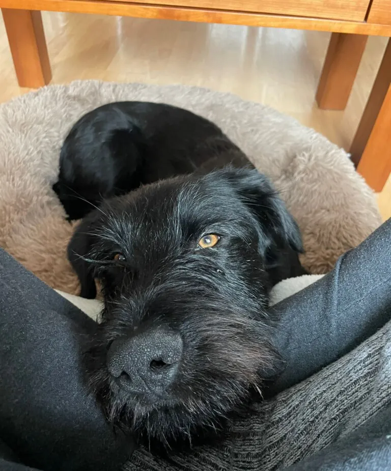 Grupo de Proteccion Animal de Rute1 768x926