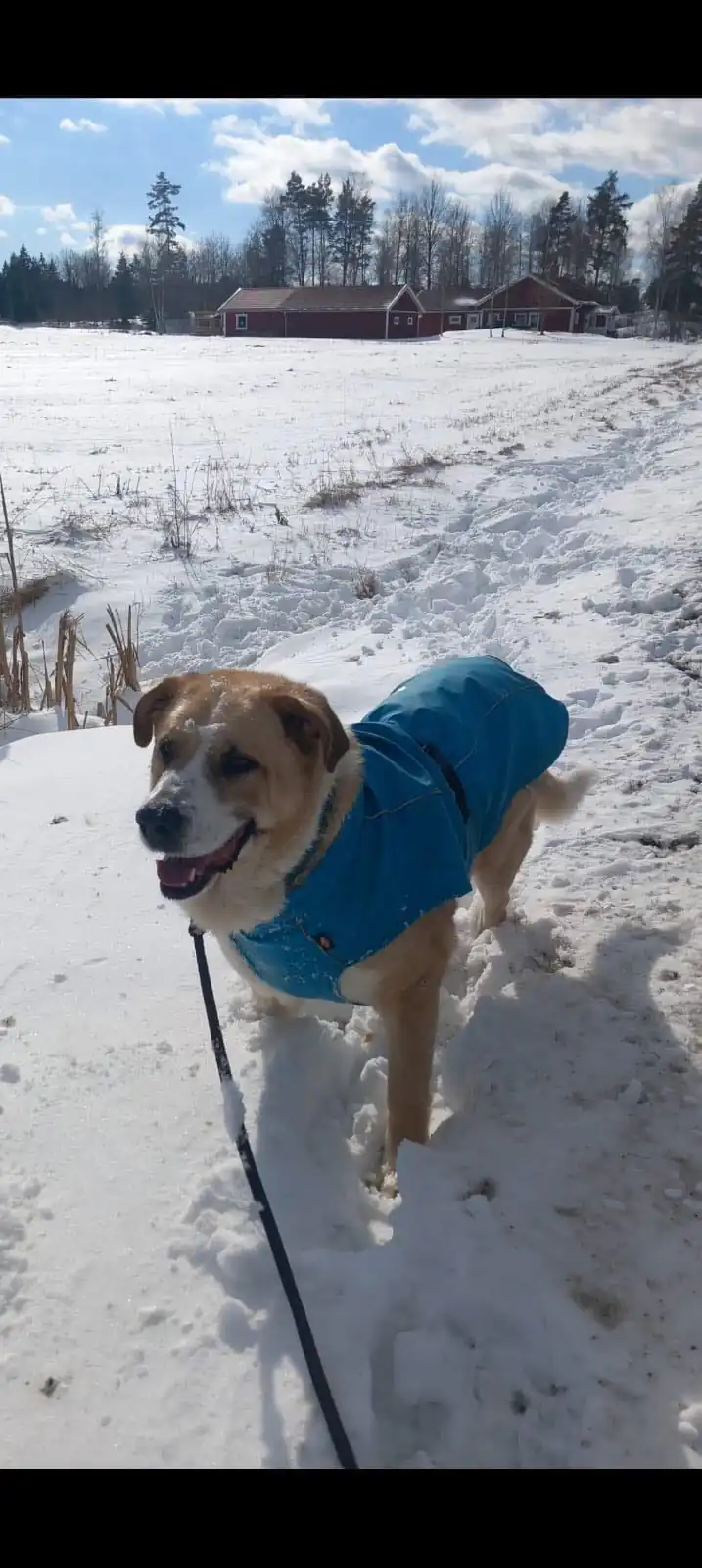 Grupo de Proteccion Animal de Rute2