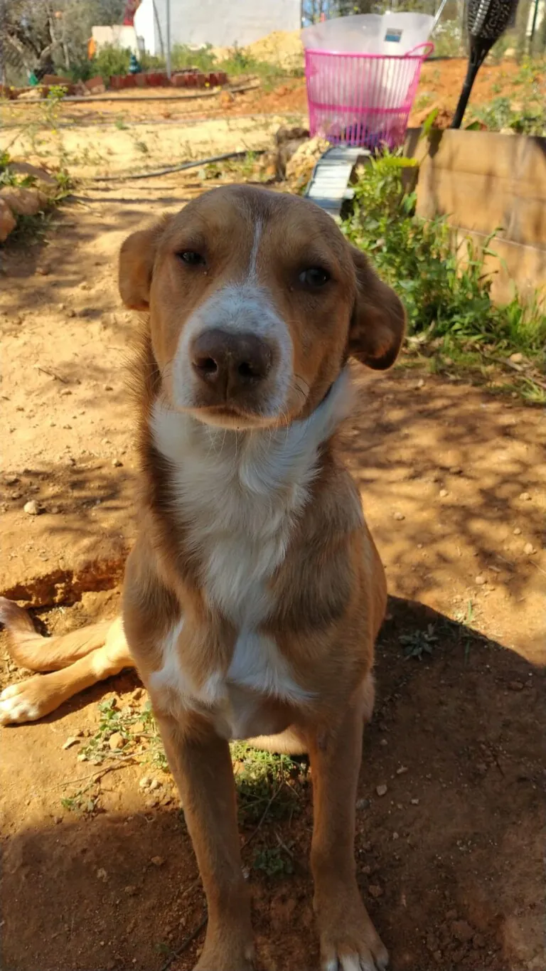 Grupo de Proteccion Animal de Rute3 768x1365