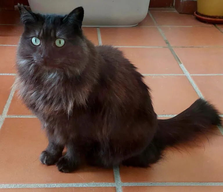 Grupo de Proteccion Animal de Rute4 768x659