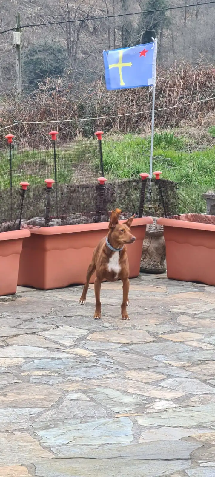 Grupo de Proteccion Animal de Rute5