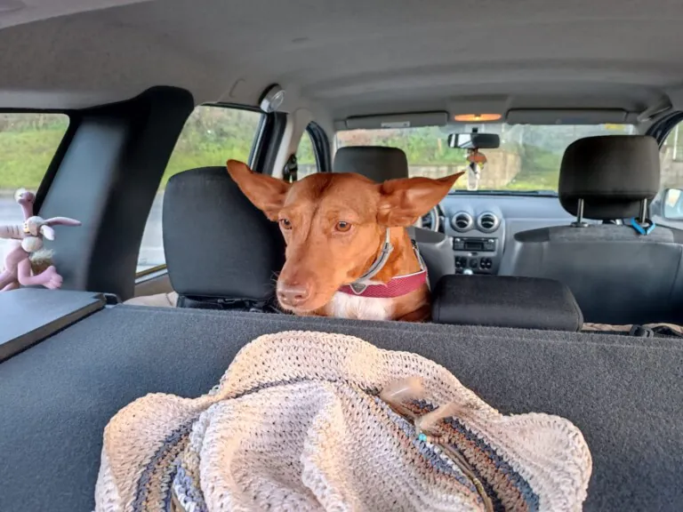 Grupo de Proteccion Animal de Rute6 768x576