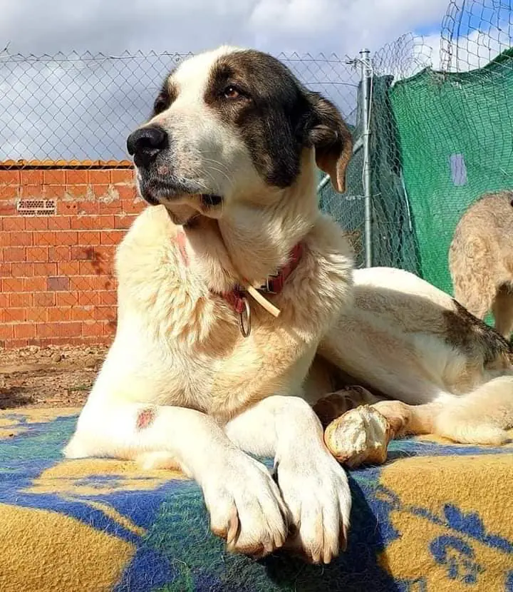 K PROJECT ANIMALIA RESCUE1