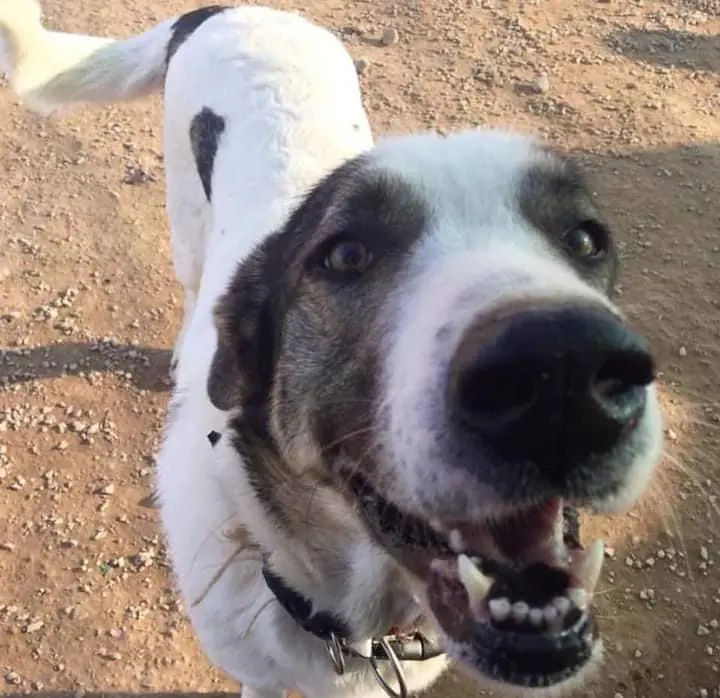 K PROJECT ANIMALIA RESCUE2