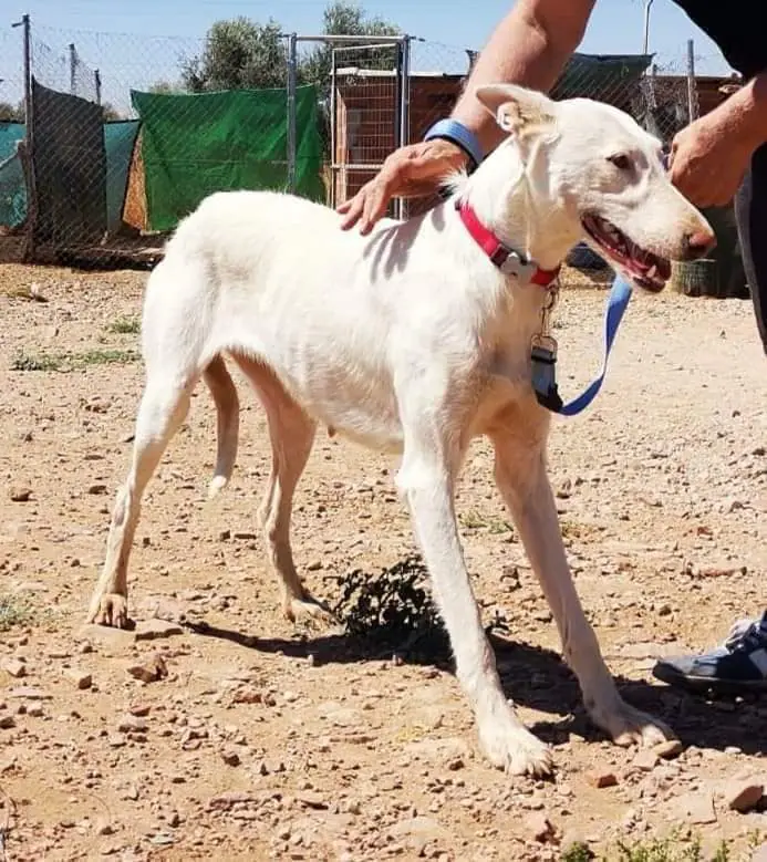 K PROJECT ANIMALIA RESCUE3